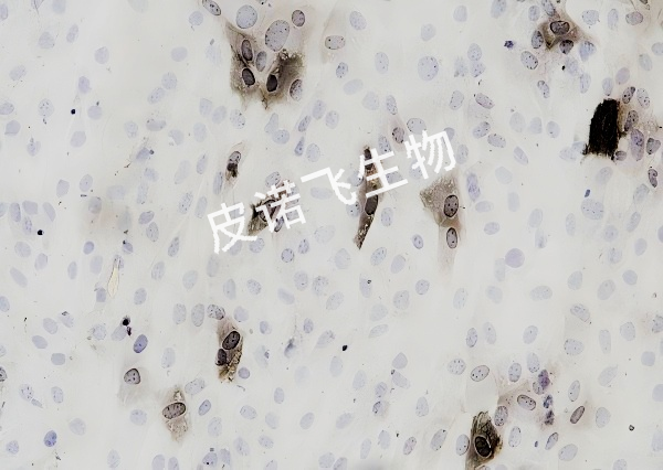ALP 細(xì)胞爬片