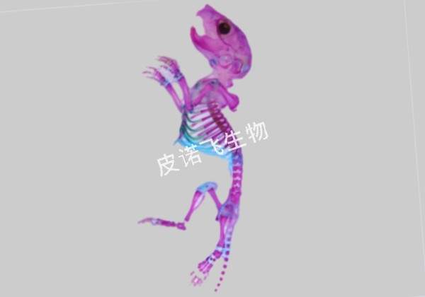 阿利新藍-茜素紅骨架染色 胎鼠