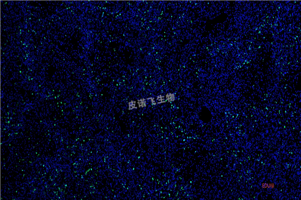 EDU染色