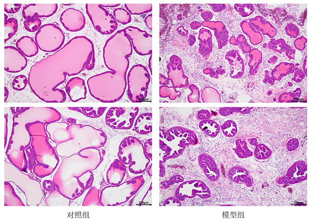 卡拉膠誘導(dǎo)前列腺炎模型