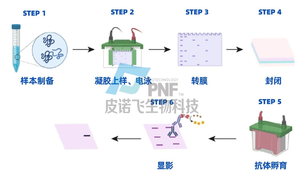 WB流程圖片.png
