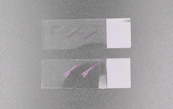 冰凍切片免疫熒光：精準科研的全新突破