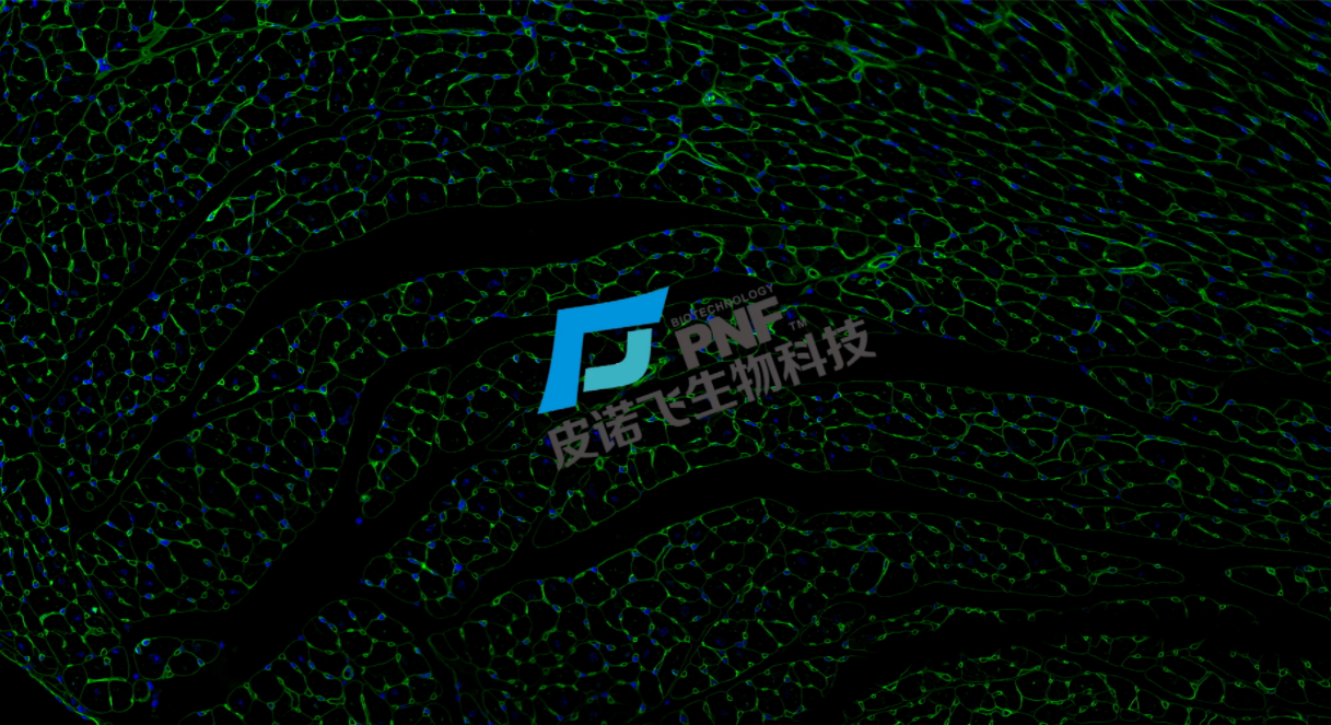 WGA染色