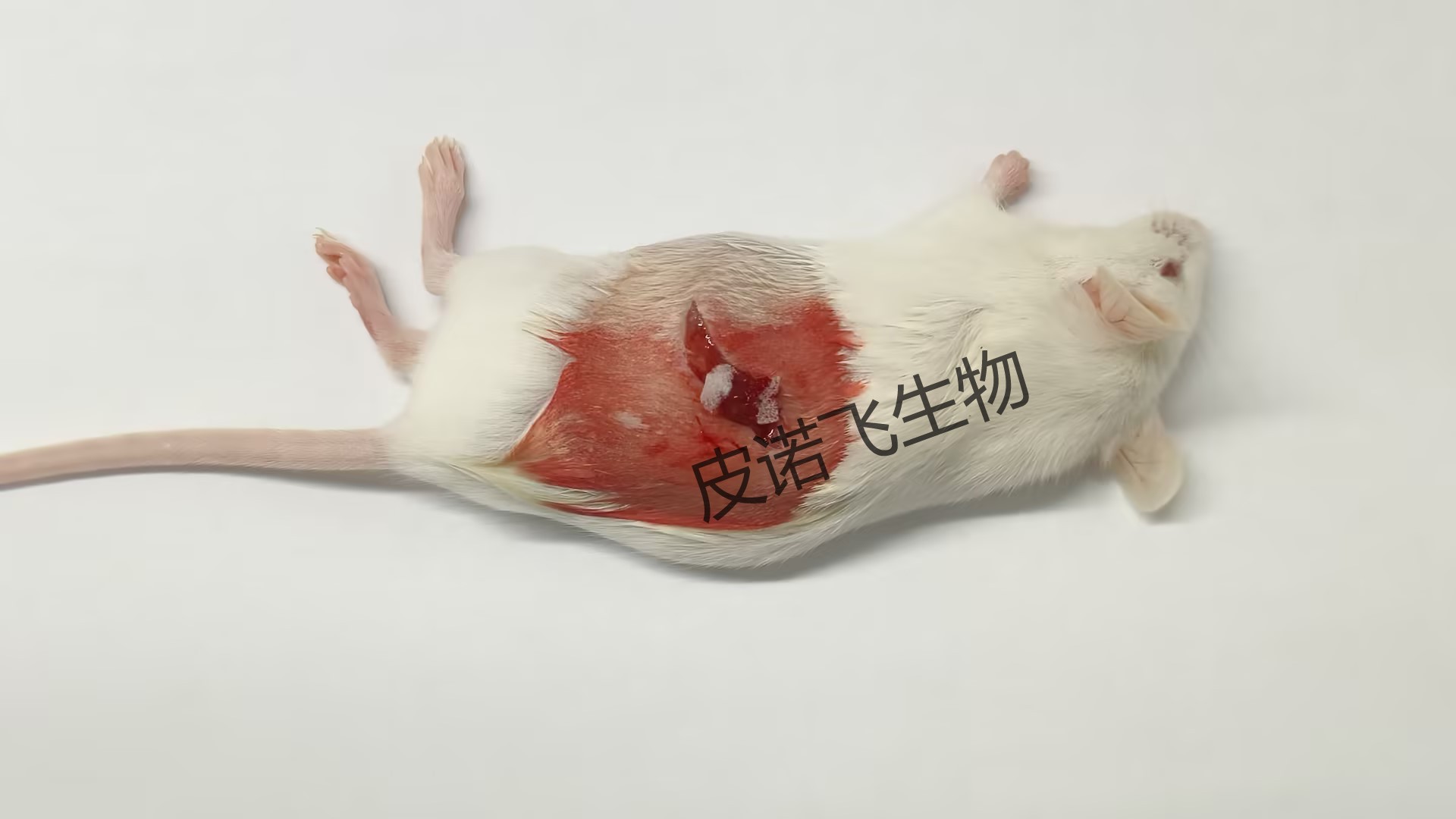 揭秘FSGS：從動物模型到新藥研發(fā)的關(guān)鍵一步